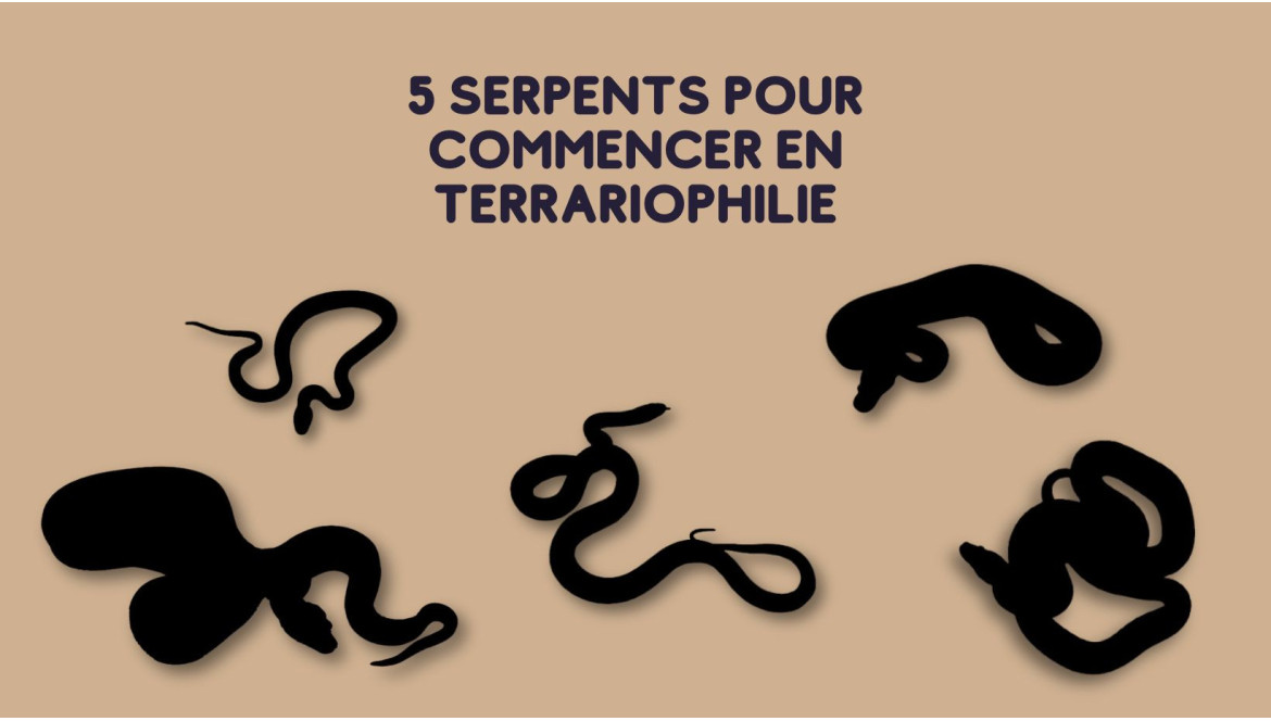 Quel serpent choisir pour un débutant ?